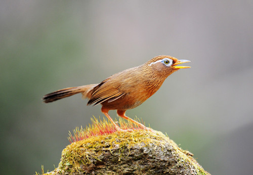 画眉鸟饲料配方 画眉鸟饲料配置的几种方法