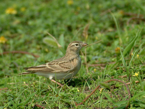 关节痛风怎么治疗 百灵鸟痛风需要防治方法