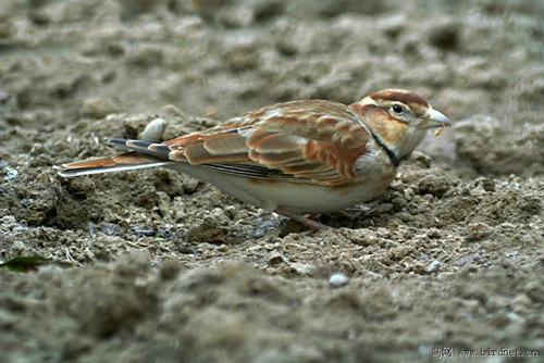 骨折怎么办 百灵鸟骨折需要防治的方法