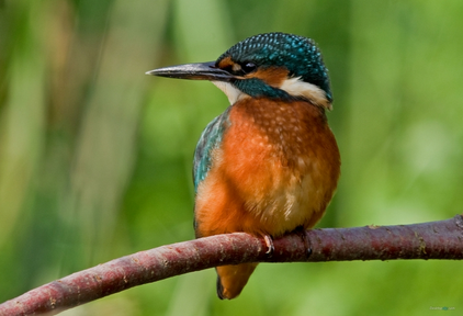 怎么预防鸟儿猝死 冬天鸟儿洗浴要注意猝死