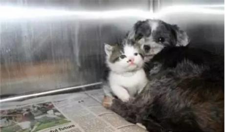 一只狗养活了一只猫 两只宠物相依为命