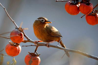 画眉鸟怎么养 画眉鸟日浴及水浴注意事项