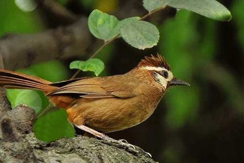 画眉鸟换毛 画眉鸟换羽需要注意的事项