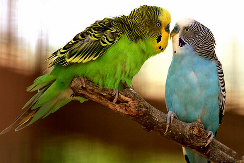 如何驯服虎皮鹦鹉 4招轻松驯服虎皮鹦鹉