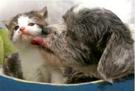 一只狗养活了一只猫 两只宠物相依为命