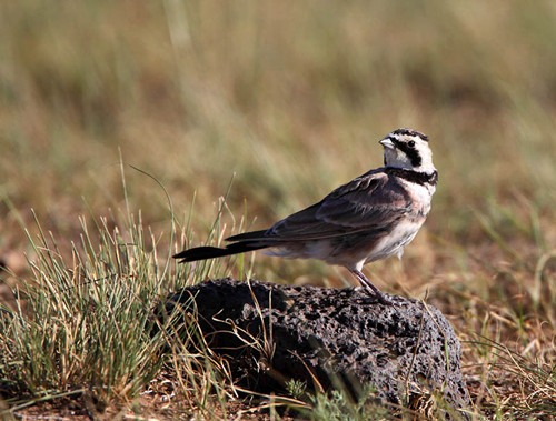 肥胖症的原因 百灵鸟肥胖症需要防治方法