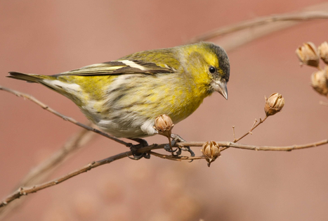 怎么调教八哥 详解八哥出笼玩耍的调教