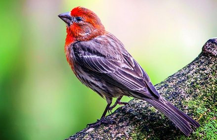 怎么看鸟有没有生病 观赏鸟患病的症状