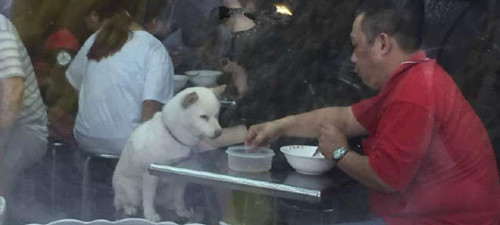他拒绝女店员 帮狗狗装冰水后买了一份冰