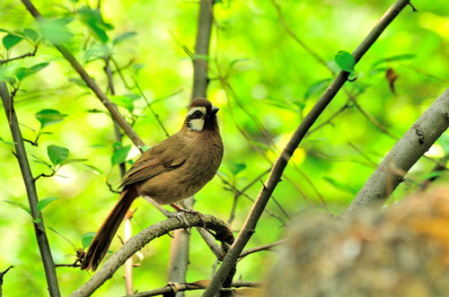 画眉鸟遛鸟要开笼衣吗 画眉鸟遛鸟注意事项
