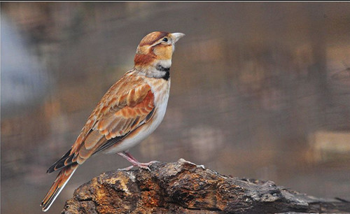 中暑的症状 百灵鸟中暑的需要防治的方法