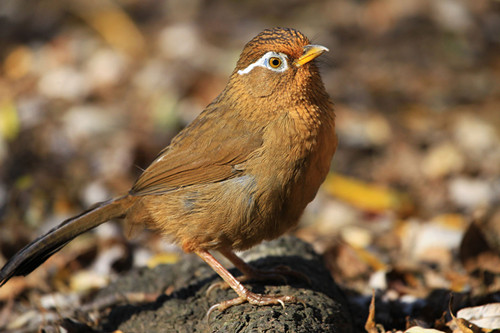 画眉鸟驯养 画眉鸟驯服需要注意的事项