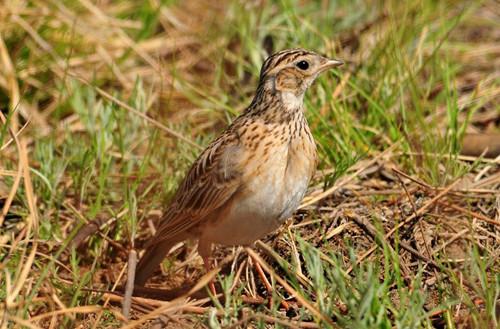 寄生虫排名 百灵鸟的寄生虫需要防治方法