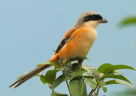养鸟需要注意哪些 注意清洗笼鸟饮水器