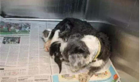 一只狗养活了一只猫 两只宠物相依为命