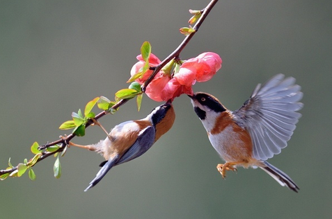 怎么预防鸟儿中暑 鸟儿中暑的症状和防治措施