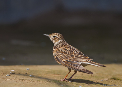 煤气中毒怎么办 百灵鸟煤气中毒需要防治方法