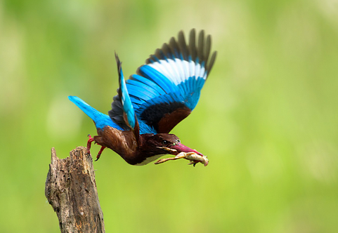 观赏鸟的养殖 详解观赏鸟的日常清洁美容