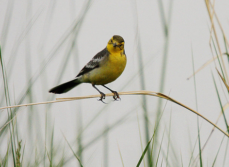 如何修剪鸟爪 拿住鸟爪从末端削或剪