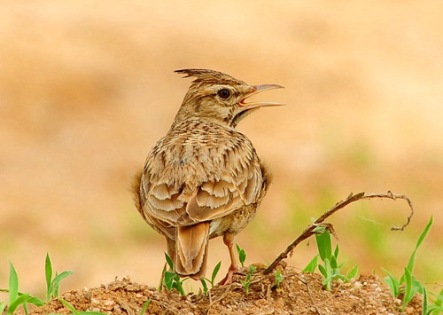 肠炎的症状 百灵鸟的肠炎需要防治方法