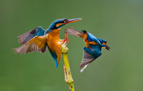 如何预防养鸟病 保持鸟笼的清洁卫生