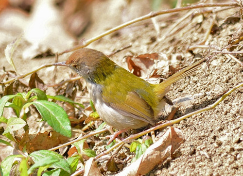 百灵鸟起尖 百灵鸟起尖需要防治的方法