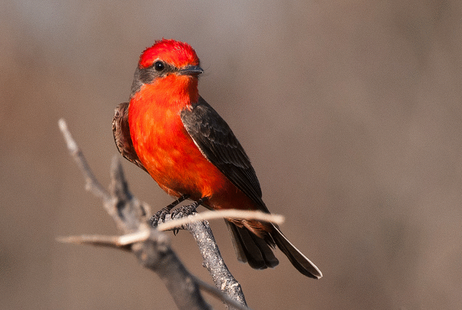 观赏鸟疾病防治 观赏鸟鸟保健的三要素