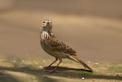 痂皮 百灵鸟发生痂皮腿需要防治的方法