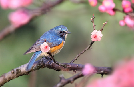 如何训练鸟儿回笼 5步骤轻松搞定鸟儿回笼