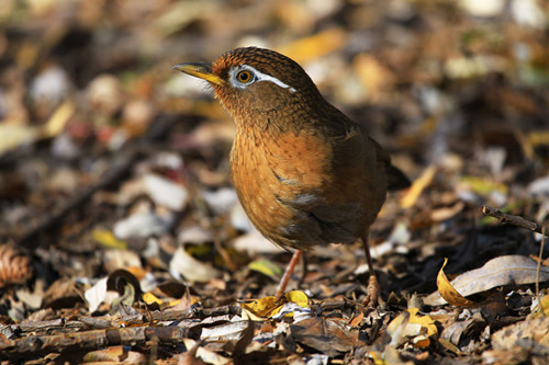 画眉鸟的饲养 画眉鸟日常管理注意事项