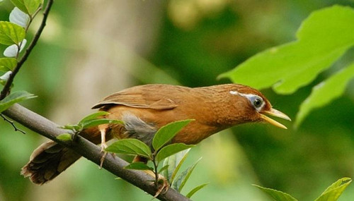 画眉鸟喂养 画眉鸟喂养需要注意的事项