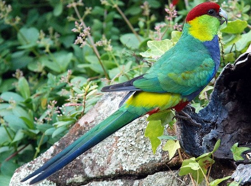 如何训练鹦鹉上手来 最好选择中大型鹦鹉