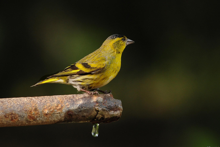 如何教八哥学语 选当年羽毛已长齐的幼鸟