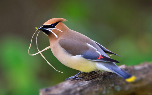 怎么样训练鸟 详解如何训练小鸟接物的方法