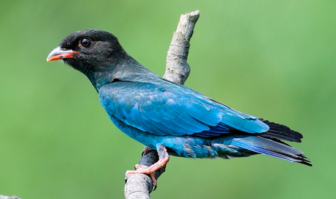 如何听懂鸟的语言 读懂鸟的表情的方法