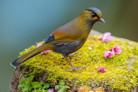 养鸟须防鹦鹉热 该病传染源主要是家栖鸟类