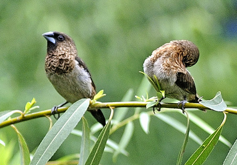 怎么能让小鸟不咬人 训练鸟不咬人 的方法