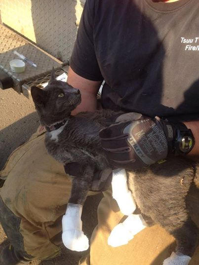 大火吞噬房子 被主人抛下的猫躲进烤箱存活下来