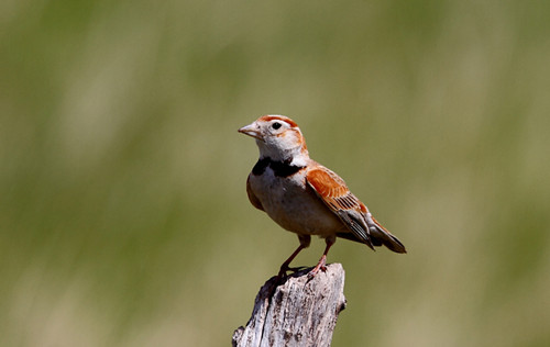 鸟痘治疗 百灵鸟鸟痘需要的防治方法