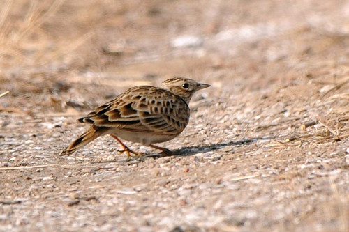 鸟的眼睛 百灵鸟的眼病需要防治的方法