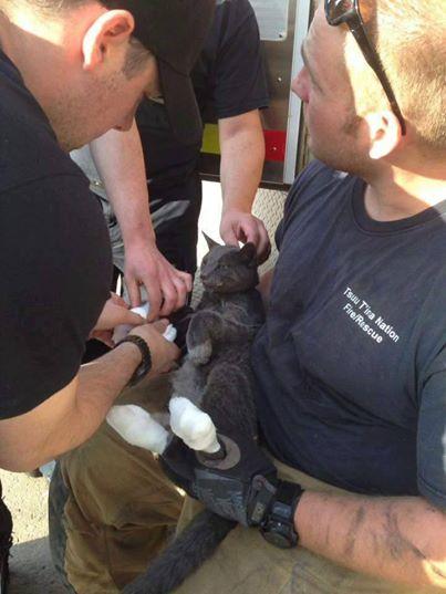 大火吞噬房子 被主人抛下的猫躲进烤箱存活下来