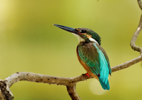 如何判断鸟的健康状况 健康的鸟全身很漂亮