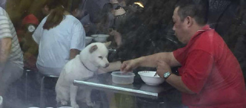 他拒绝女店员 帮狗狗装冰水后买了一份冰