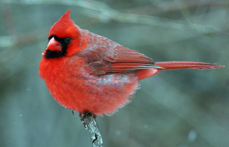 如何清洁鸟笼 详解清洁鸟笼的具体步骤