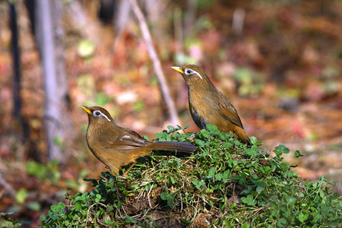 尾脂腺炎 画眉鸟尾脂腺炎需要的防治方法