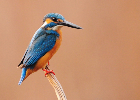 观赏鸟打斗伤口的处理方法 先消毒后上药