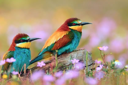 观赏鸟常见外科疾病的防治 保待清洁和干燥