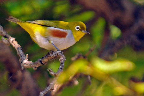 遛鸟 绣眼鸟怎样遛鸟需要注意的事项