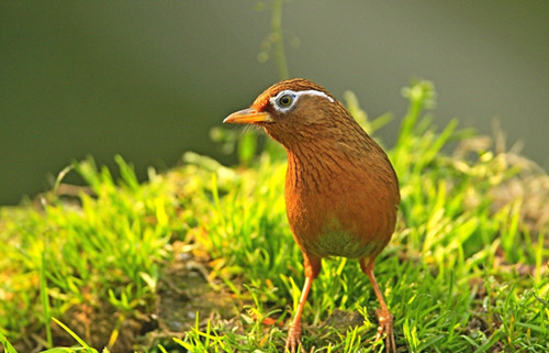 骨折了怎么办 画眉鸟骨折需要的防治方法