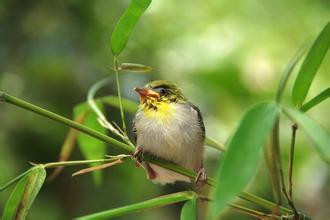 绣眼鸟怎么养驯服 绣眼鸟日常管理几个问题